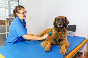 laser therapy for dogs