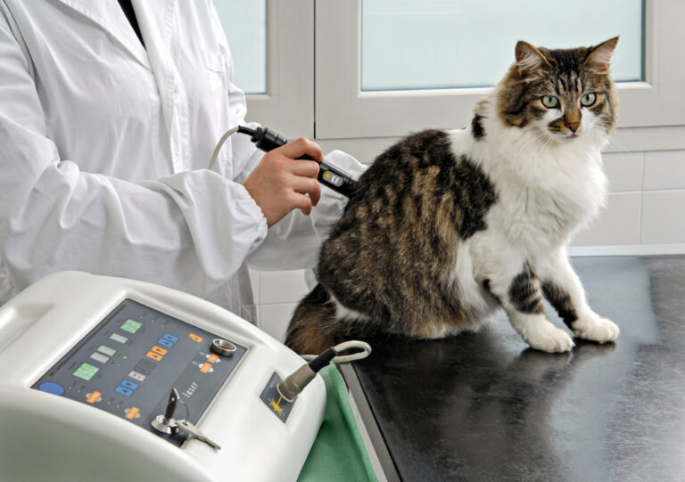 Laser Therapy for Cats